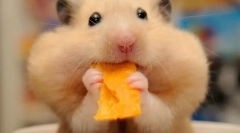 Овошје за хрчак, кои овошје може да им се даде хрчаци